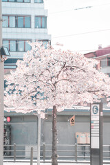 Cherry blossom tree in the city during spring in Sweden