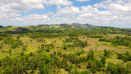 Fototapeta na wymiar Tropical landscape: Rice fields and hills covered with tropical vegetation. Bohol,Philippines.