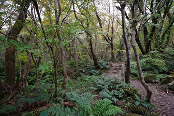 a refreshing autumn forest with fresh fern