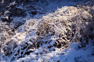 雪化粧した草むら