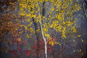 birch tree nearby the danube river in october