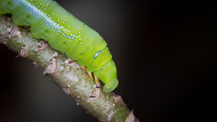 The caterpillars, or Larva, are gnawing or eating the leaves of adenium species in preparation to develop into pupae. The big blue dots are not the eyes. It is there to deceive the enemy only.