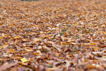 red colored autumn leaves on the ground as background
