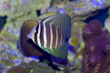 Fototapeta na wymiar Pacific Sailfin Tang fish, Zebrasoma veliferum, in a reef setting
