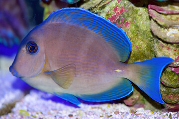 Atlantic Blue Tang, Acanthurus coeruleus, also called Caribbean Blue Tang, a surgeon fish