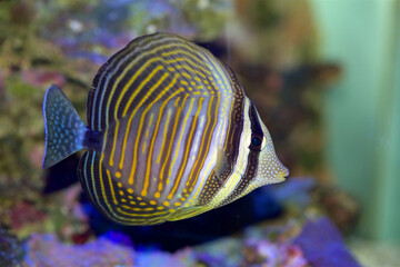 Desjardini Sailfin Tang, Zebrasoma desjardini, also known as the Indian Ocean Sailfin, Desjardin's...