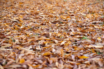 red colored autumn leaves on the ground as background