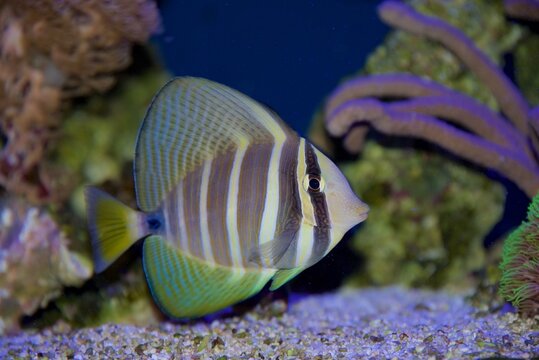 Pacific Sailfin Tang fish, Zebrasoma veliferum, in a reef setting