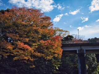 亀山湖の紅葉始め