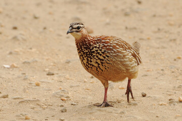 Crested francolin (Ortygornis sephaena sephaena) at Pilanesberg National Park, North West Province, South Africa