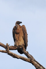 African white-backed vulture (Gyps africanus ) perched on a tree at Kruger National Park in South Africa
