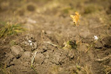 Shallow depth of field (selective focus) image with an oak sapling during an autumn tree planting.