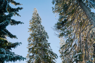 Forest in winter. Pine trees covered by snow.