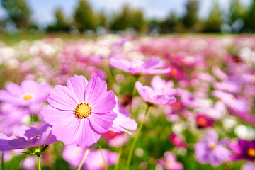 Obraz premium 138タワーパーク