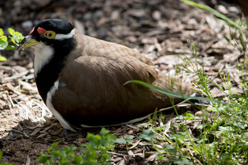 the banded lapwing is sitting on her chicks in their nest