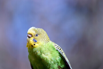 the budgerigar is favorite pet for families