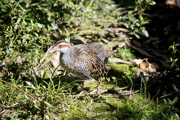 the buff banded rail is hiding amiongst the bushes