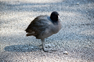 the eurasian coot is a black water bird