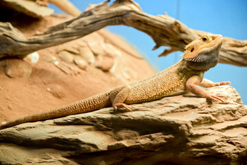 this is a side view of a central bearded dragon