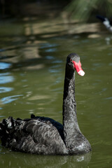 the black swan is swimming in the lake