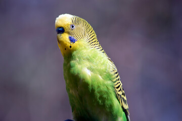 the Australian budgerigar has a green body and a yellow and black stripe face