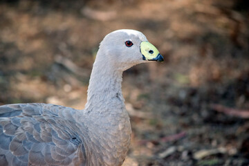 this is a close up of a cape barren goose