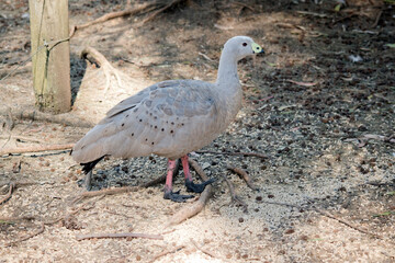 the cape barren goose is a grey goose with a yellow beak with a black tip. It has a white patch on its head