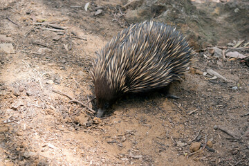 the echidna is digging out ants