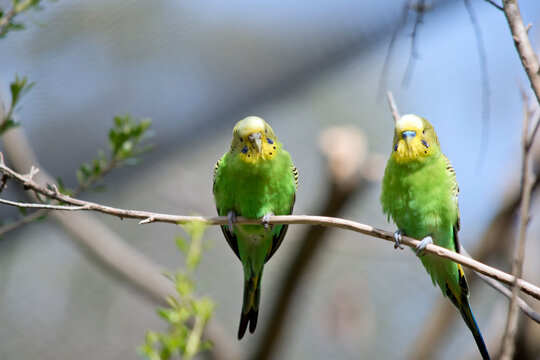 this is a male and female budgie on a branch