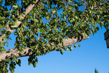 Tree branch with green bright leaves and blue clear sky