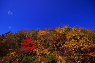 Fototapeta premium 晩秋の輝き