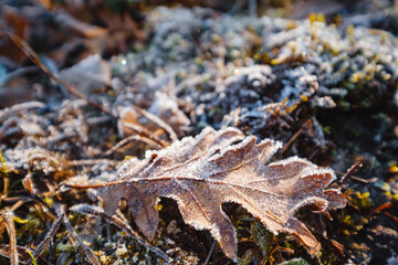 autumn leaves and grass in ice . first frost, dry leaf close-up. November, cold weather, onset of winter, autumn mood. Copy space