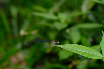 dragonfly on a green leaf