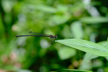 dragonfly on a green leaf