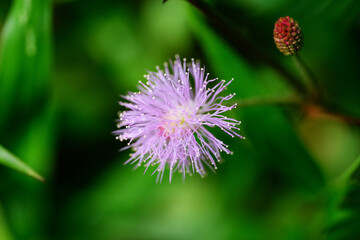flower in the garden
