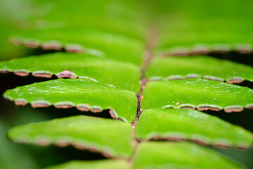leaf with drops of water