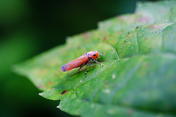 ladybird on a leaf