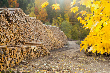 Lumber yard, Dockside lumber yard with large piles of prepared tree trunks with autumn trees in...