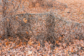 Thickets of dry stalks of hops and other lianas, entwined with fallen branches of a tree, in an autumn forest after falling leaves. Selective focus.