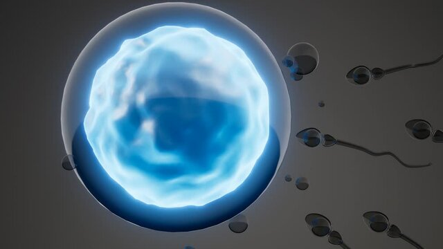 sperm and egg cell. model of microscopic research