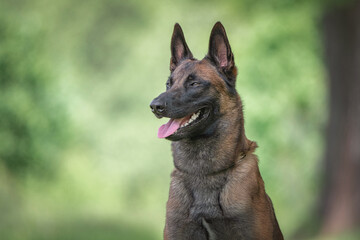 Portrait of a beautiful purebred Belgian Shepherd Malinois on a summer field.