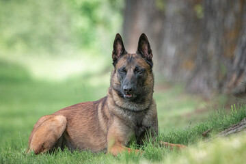 Portrait of a beautiful purebred Belgian Shepherd Malinois on a summer field.