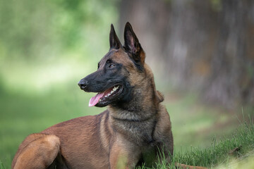 Portrait of a beautiful purebred Belgian Shepherd Malinois on a summer field.