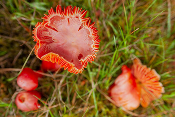 Isle of Skye,  Inner Hebrides of Scotland