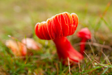 red mushroom in the grass
