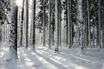 Naklejka premium 雪に覆われた樹木