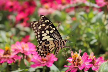 Fototapeta na wymiar Beautiful butterfly sucking pollen in a flower field.