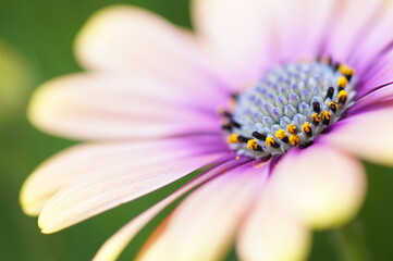 Obraz premium 花びらのアップ