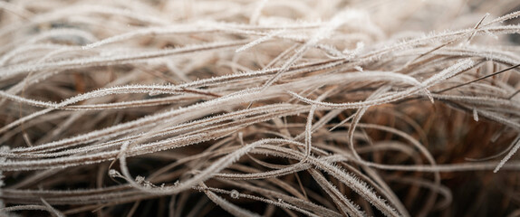 Frost-covered curving grass blades. Abstract geometry of wild grass leaves in the winter meadow. Ice, frost, and winter themes with space for texts and designs.