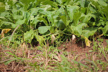 Turnips on the ground ready to be harvested.